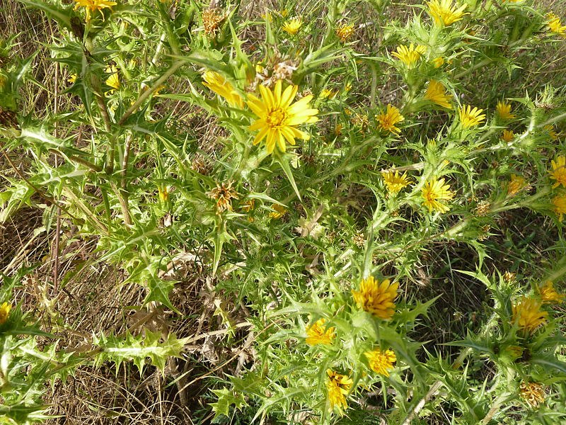 Parco della Caffarella - Scolymus hispanicus